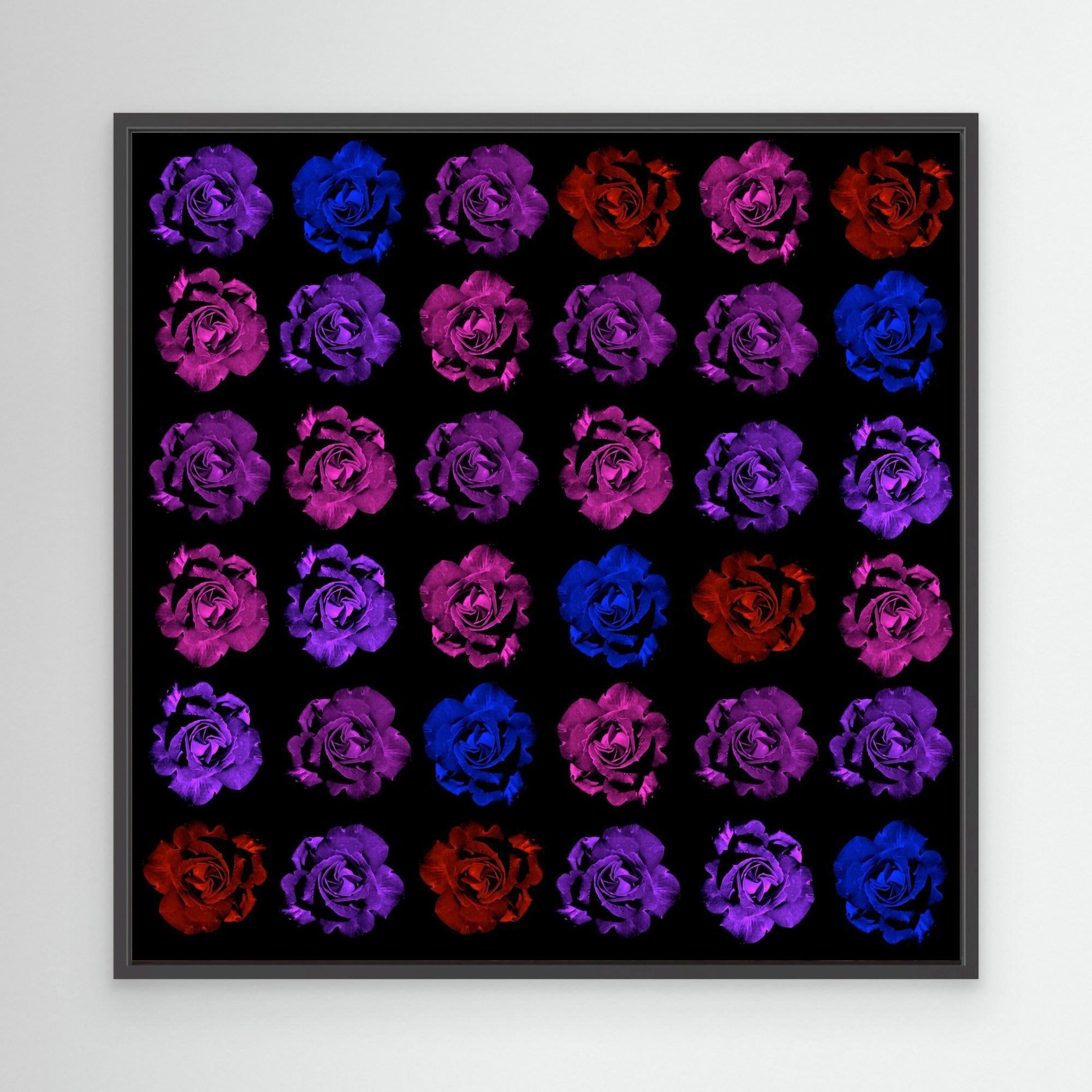 Ros Varas Chile Rose 03