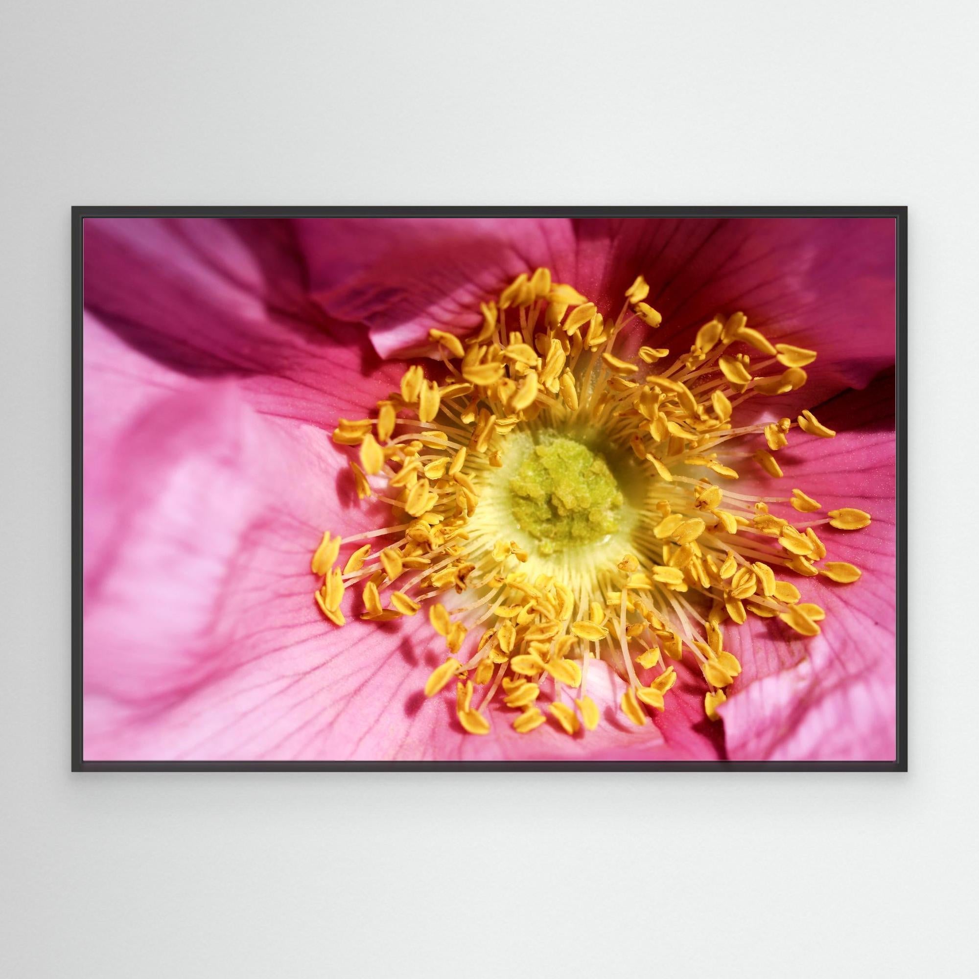 Ros Hunter Valley Rose