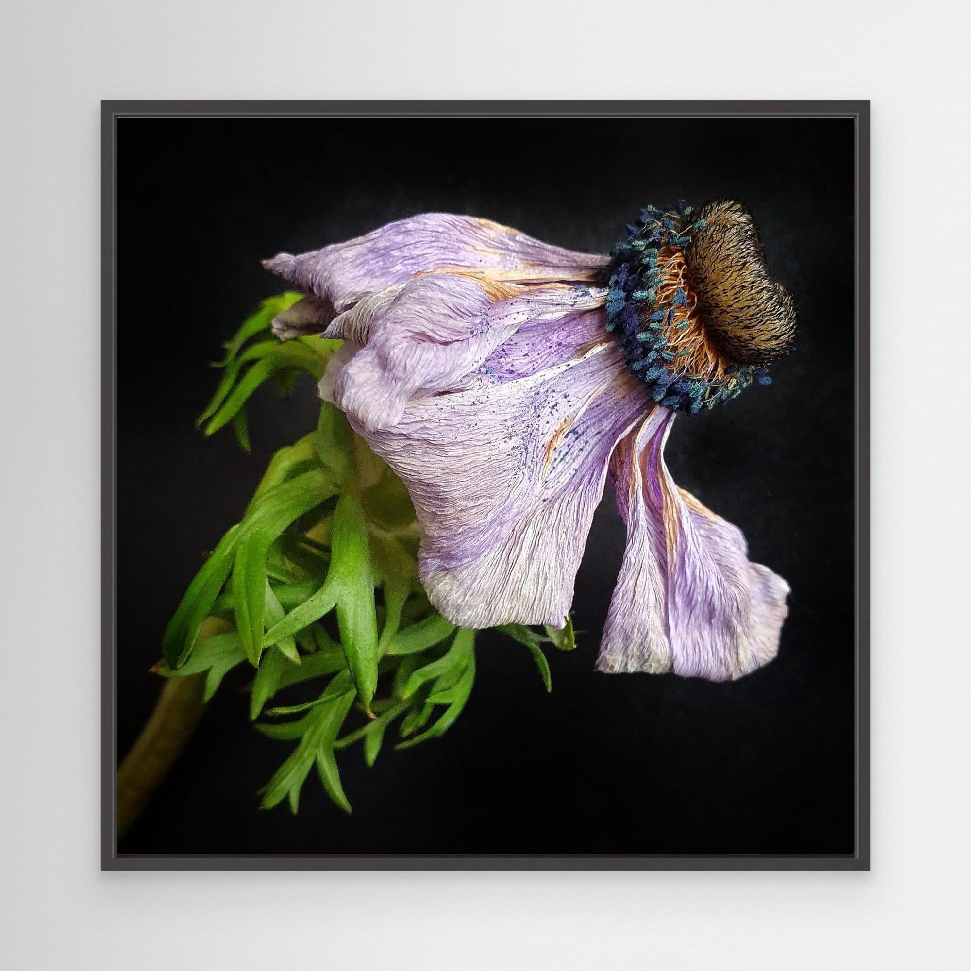 Bedagad Anemone Faded