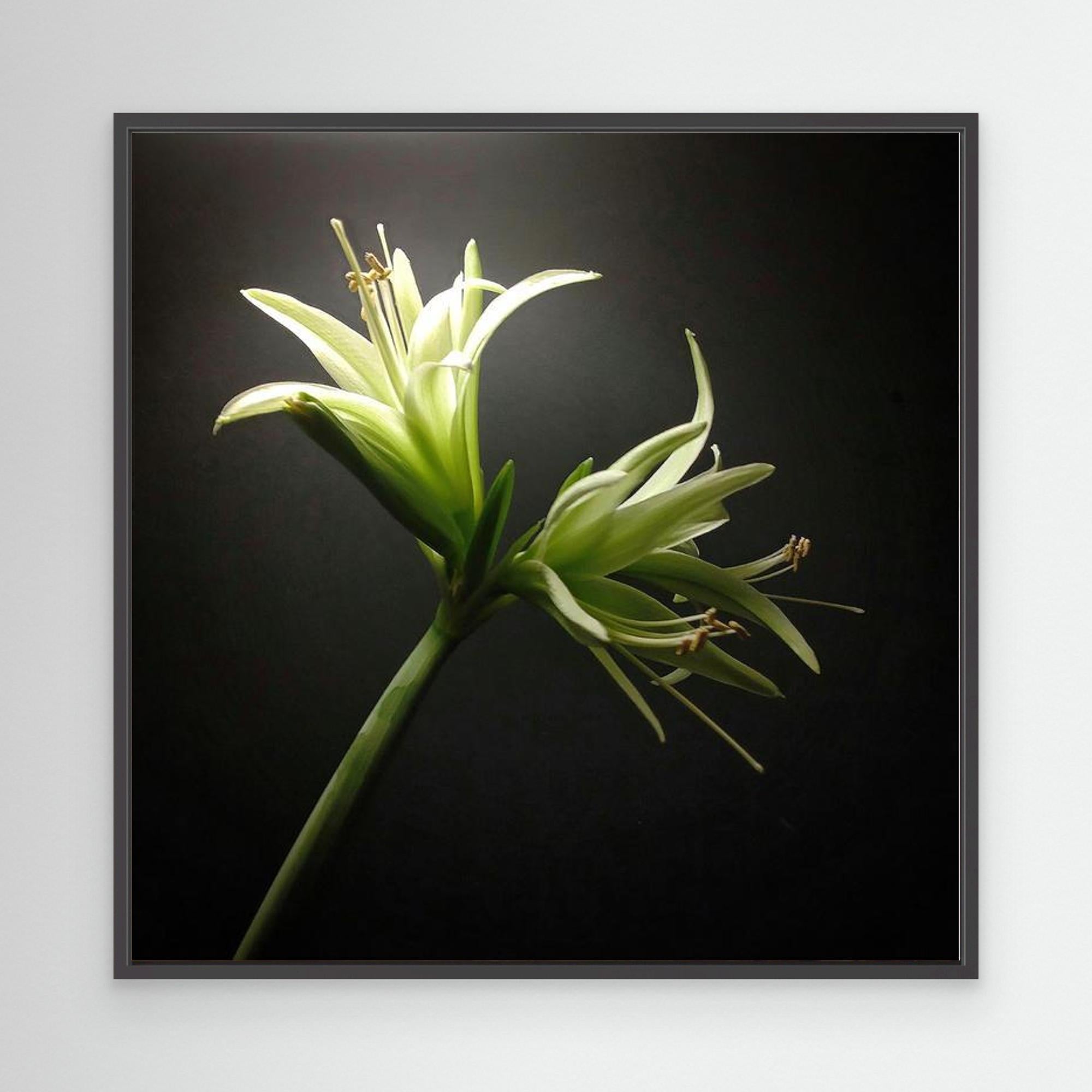 Amaryllis Evergreen