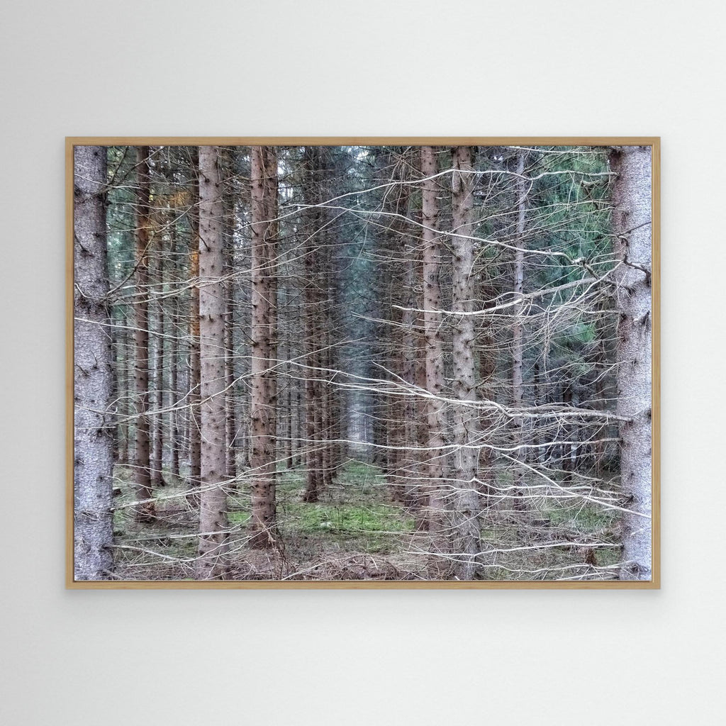 Skogsåker Forest Field