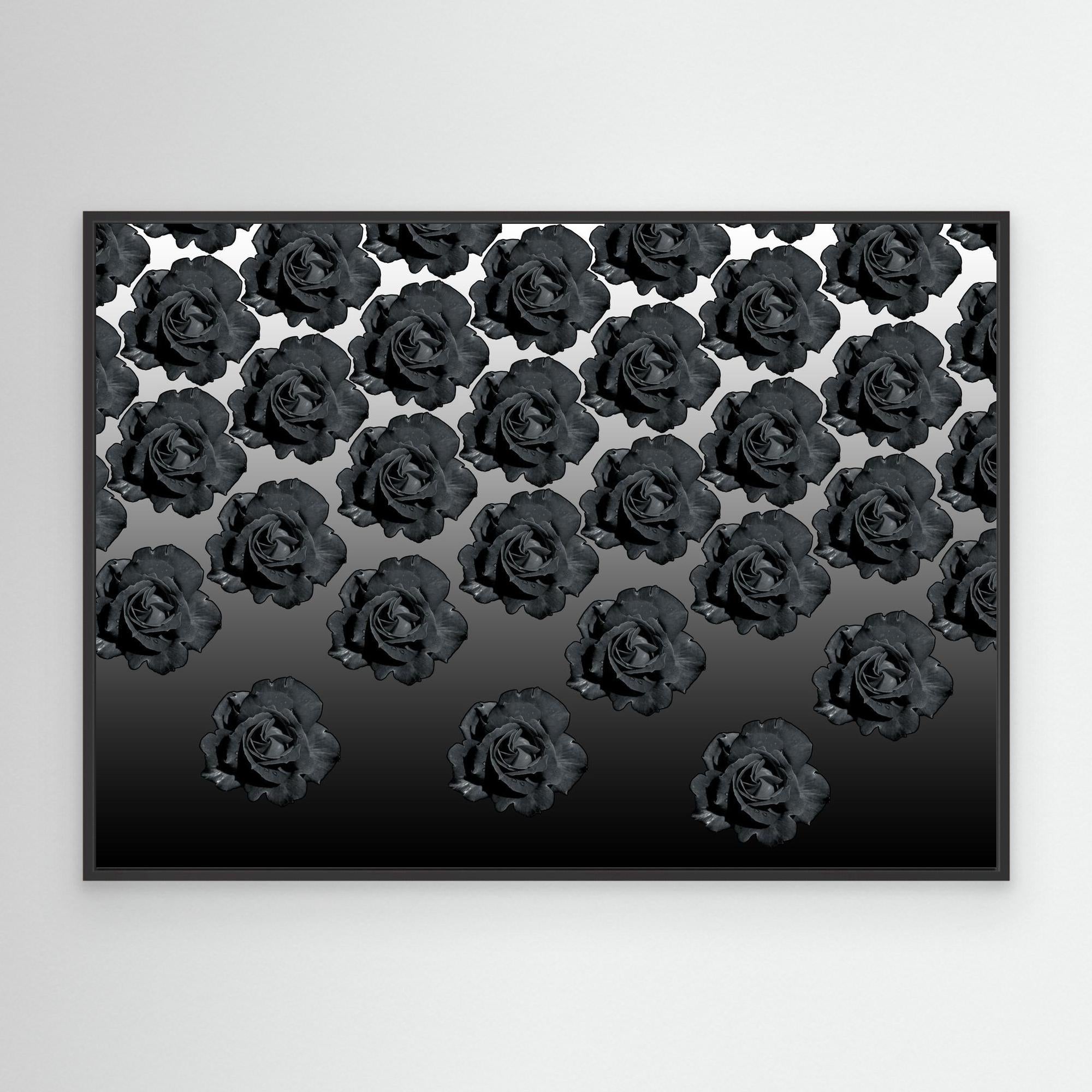 Ros Varas Chile Rose 06